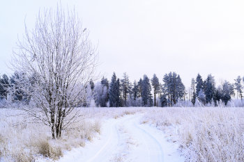 Северное лето